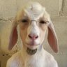 portela profil fotoğrafı