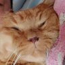 秀くん profil fotoğrafı