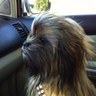 Jorge Ortigosa's profile picture