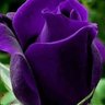 Фото профиля أمل أمل