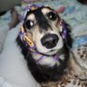 Фото профиля mama yosi🐾改憲反対🐾武器よりお米