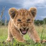 Nature Unleashed's profile picture