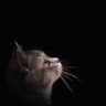 罗辉 profil fotoğrafı