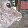 Profilbild von Anon 40K