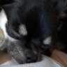 Profilbild von ガンプラとフォトナと犬しか勝たん