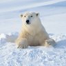 Polar Bear 的头像