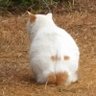 タマにゃん🌾エウレ~カ! 的头像