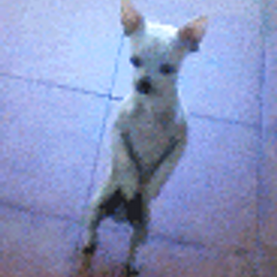 funambulator's profile picture