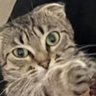 Carootje 🇳🇱 profil fotoğrafı