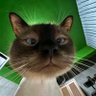 BG profil fotoğrafı