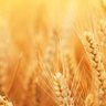 Dünya ve Türkiye'de Tarım/Agriculture in the Word 的头像