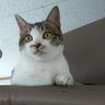 Фото профиля きつね
