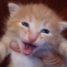 sviridov's profile picture