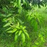 culy profil fotoğrafı