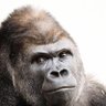 Profilbild von HASSY.