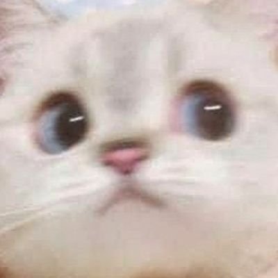몰바's profile picture