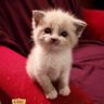 Bahar 🧭 profil fotoğrafı