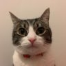 ixtab⋆゚ profil fotoğrafı