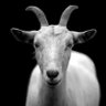 Profilbild von G.O.A.T