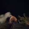 A's profile picture