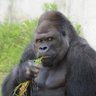 Profilbild von 既得権益嫌い