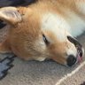 (◉)🟧ばると's profile picture