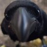 CorvidaeFerrea's profile picture