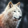 Profilbild von White Wolf