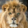 Prince Bright's profile picture