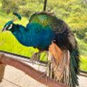 guidejog's profile picture