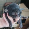 うにねこ's profile picture
