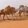 Khalid Alharby's profile picture
