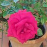 Rose Paci profil fotoğrafı