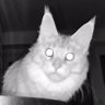 Imagine, a cat profil fotoğrafı