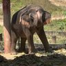 Profilbild von 🐘Dana🐈🐳