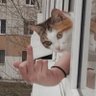 Фото профиля син гапурський