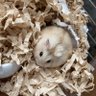 ヒラりんご profil fotoğrafı