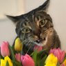 Profilbild von Money Cat
