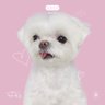 Profilbild von GOT7 영재의 친한친구