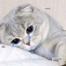 Фото профиля Michael {¶∆¶ // chaelisa}🐈🐿️ 📷