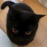 枫's profile picture
