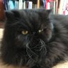 Фото профиля Persian