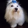 Фото профиля Cães e Raças