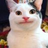 VeilleOSINT's profile picture
