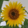 U.. K...💚🌻🌻🌻💚's profile picture