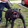Bullethell_Bukkake profil fotoğrafı