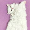 zeynep's profile picture