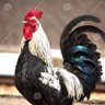 Profilbild von AMF