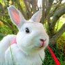Фото профиля ヒロモン(英雄獣🐰)とイタシャス(痛車💺椅子)/(愛)❤️