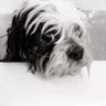 Canieatthat Donut's profile picture